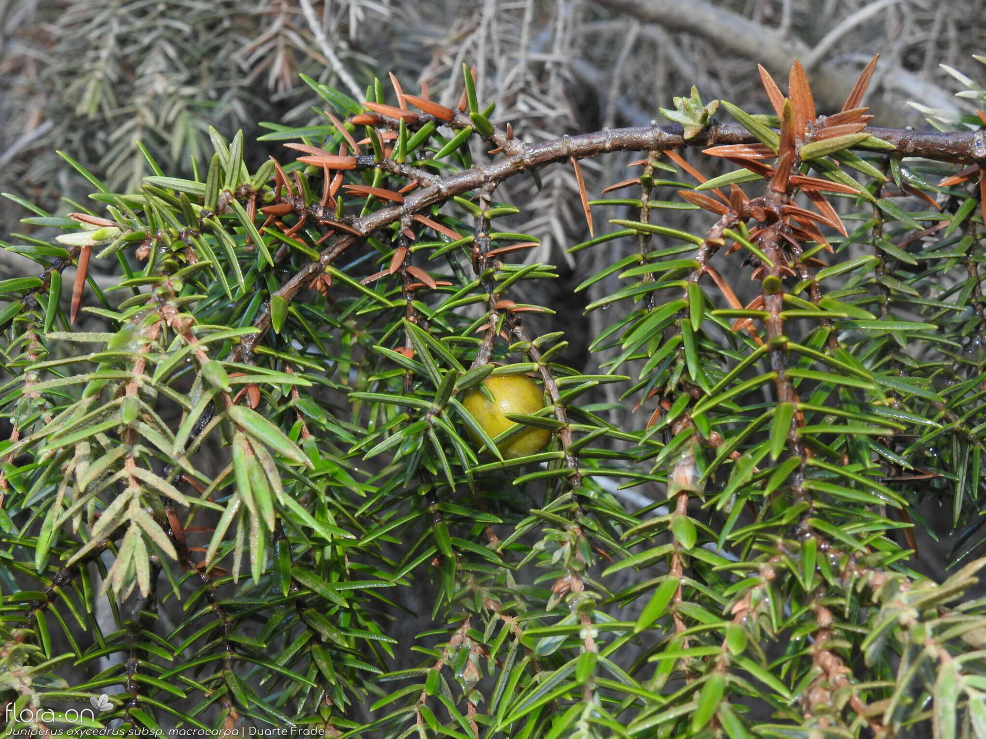 Juniperus oxycedrus - Folha (geral) | Duarte Frade; CC BY-NC 4.0