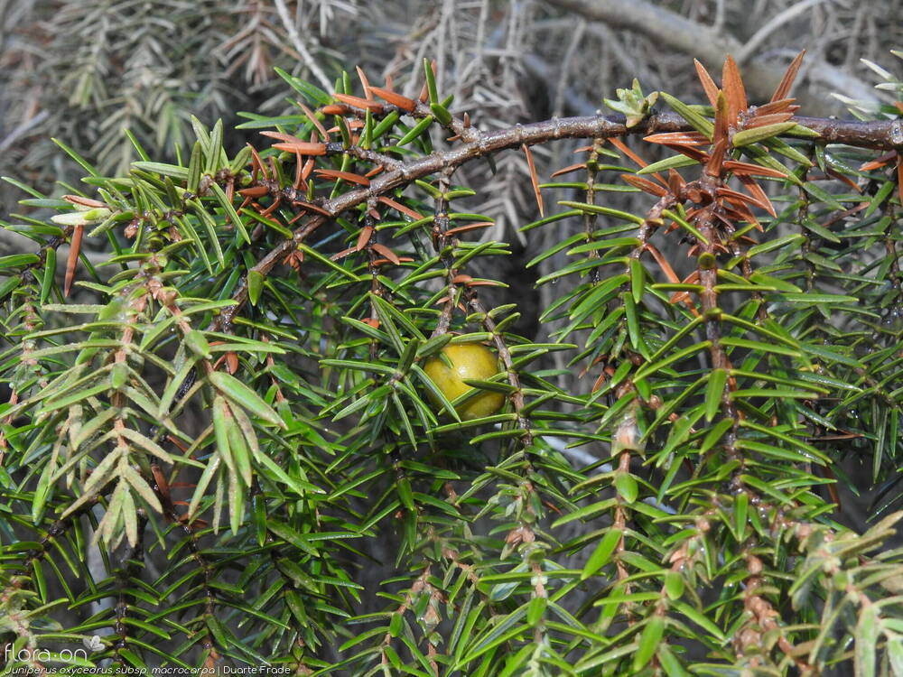 Juniperus oxycedrus