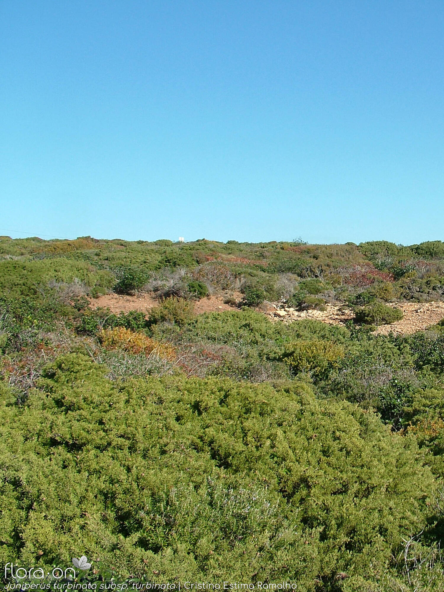 Juniperus turbinata turbinata - Habitat | Cristina Estima Ramalho; CC BY-NC 4.0