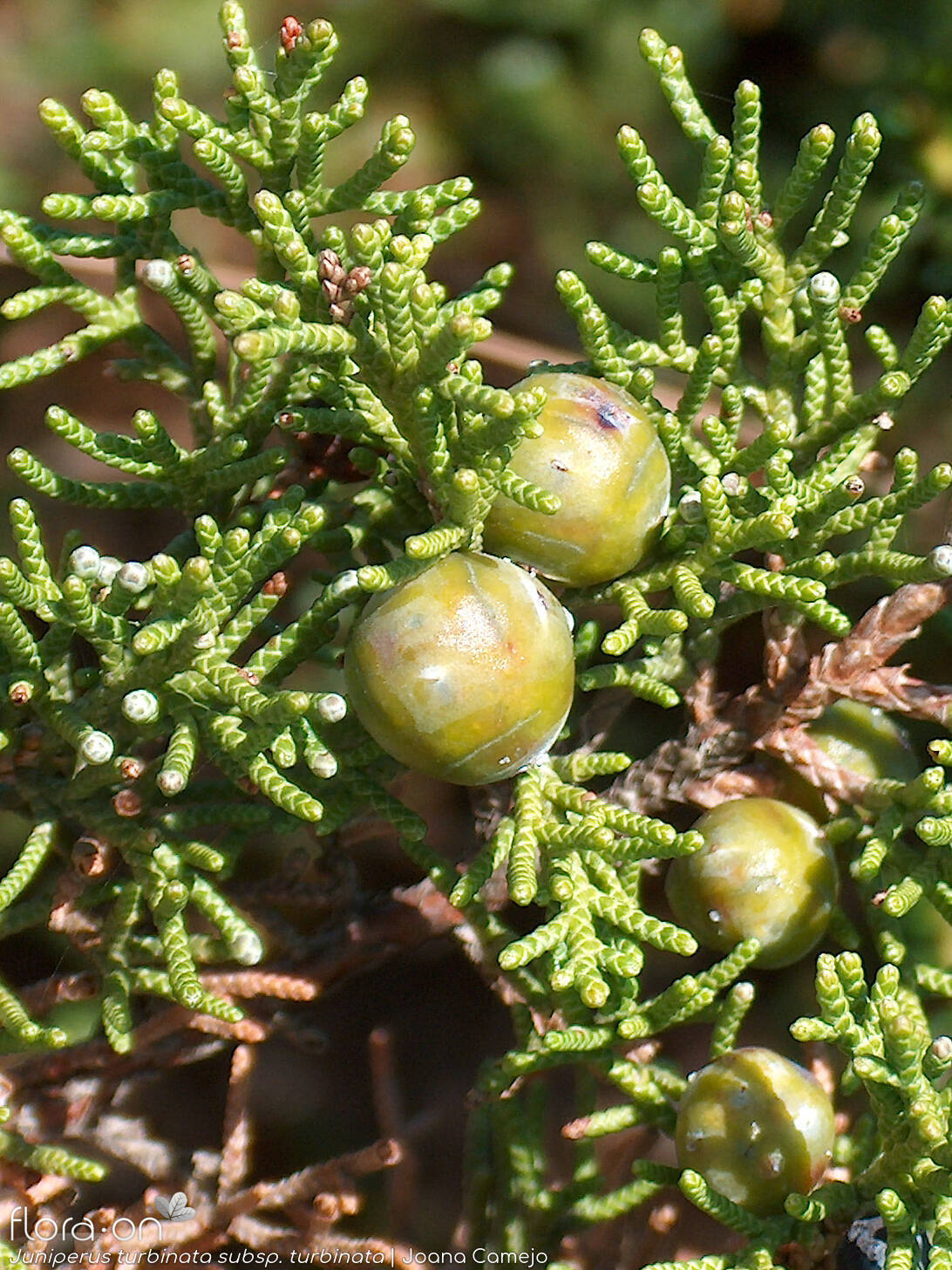Juniperus turbinata turbinata - Fruto | Joana Camejo; CC BY-NC 4.0