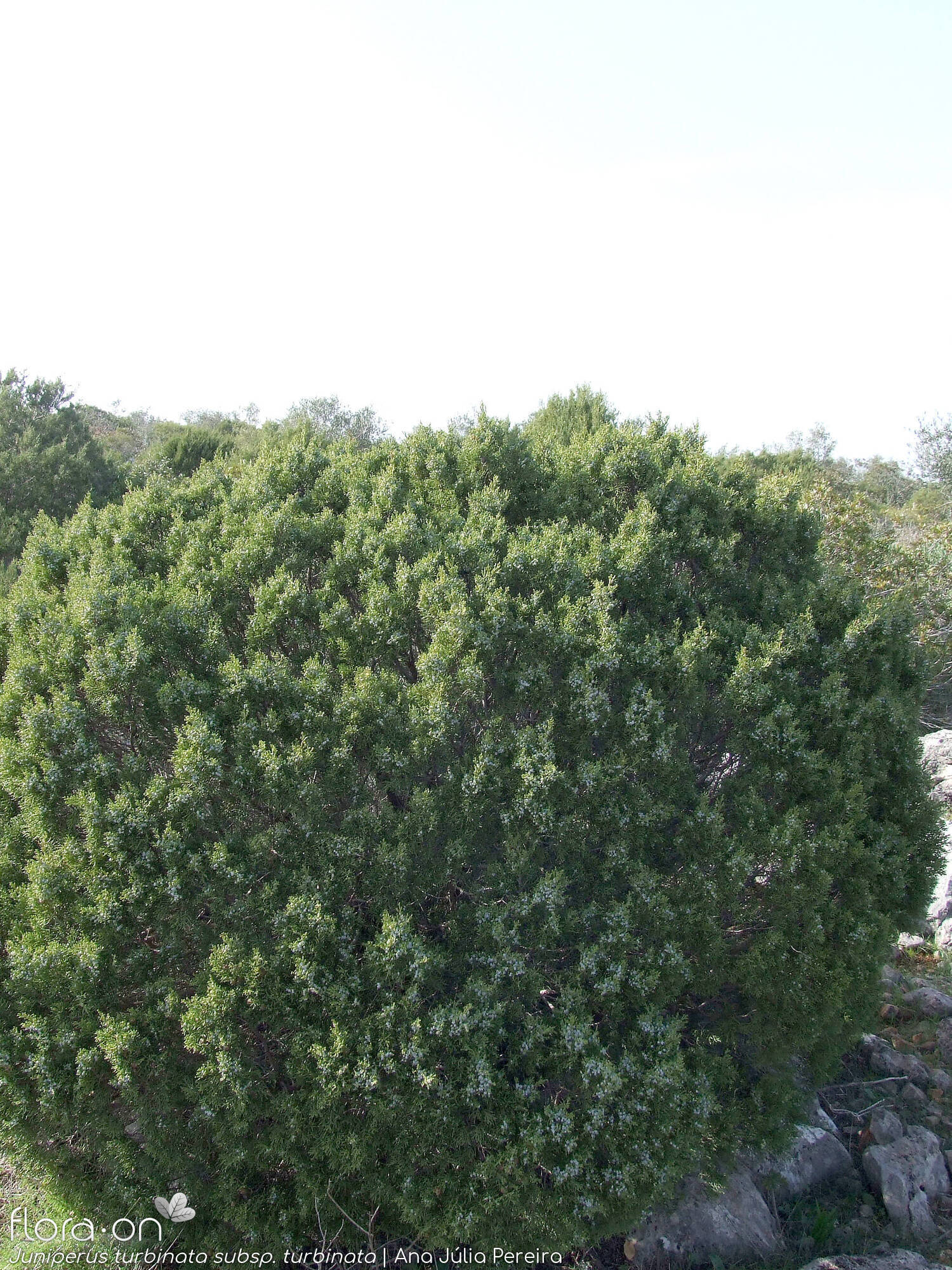 Juniperus turbinata turbinata - Hábito | Ana Júlia Pereira; CC BY-NC 4.0