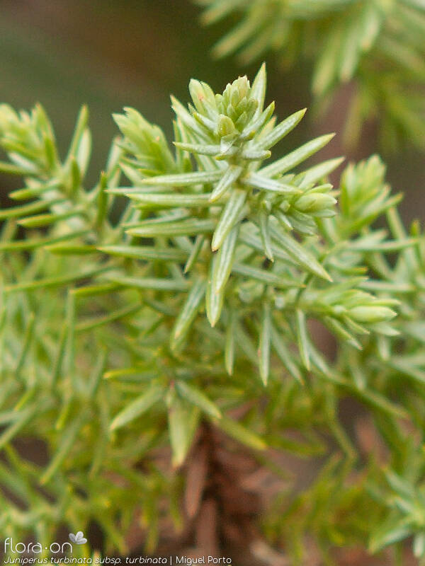 Juniperus turbinata turbinata - Folha | Miguel Porto; CC BY-NC 4.0
