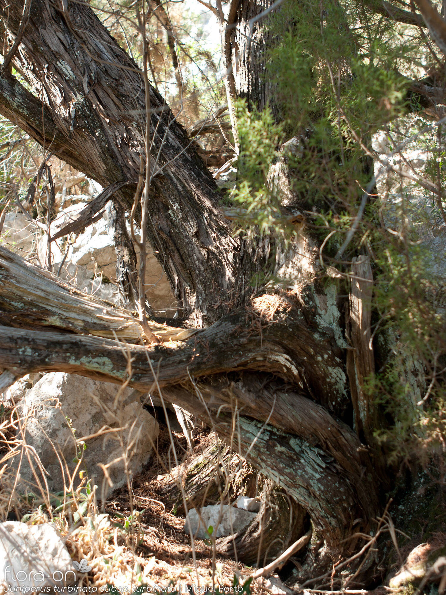 Juniperus turbinata turbinata - Caule | Miguel Porto; CC BY-NC 4.0