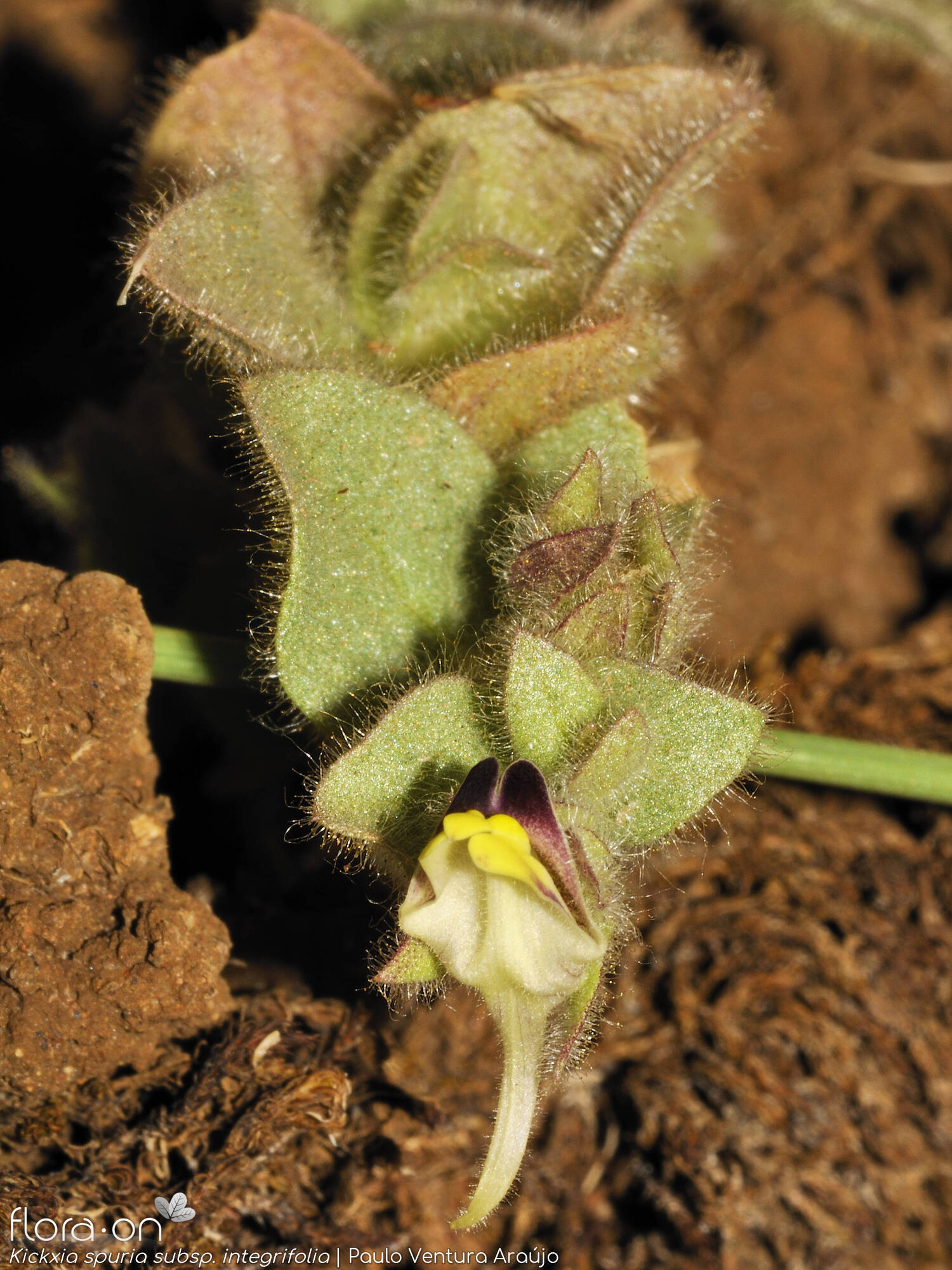 Kickxia spuria integrifolia - Flor (geral) | Paulo Ventura Araújo; CC BY-NC 4.0