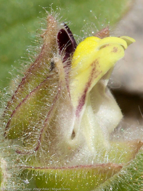 Kickxia spuria integrifolia - Flor (close-up) | Miguel Porto; CC BY-NC 4.0