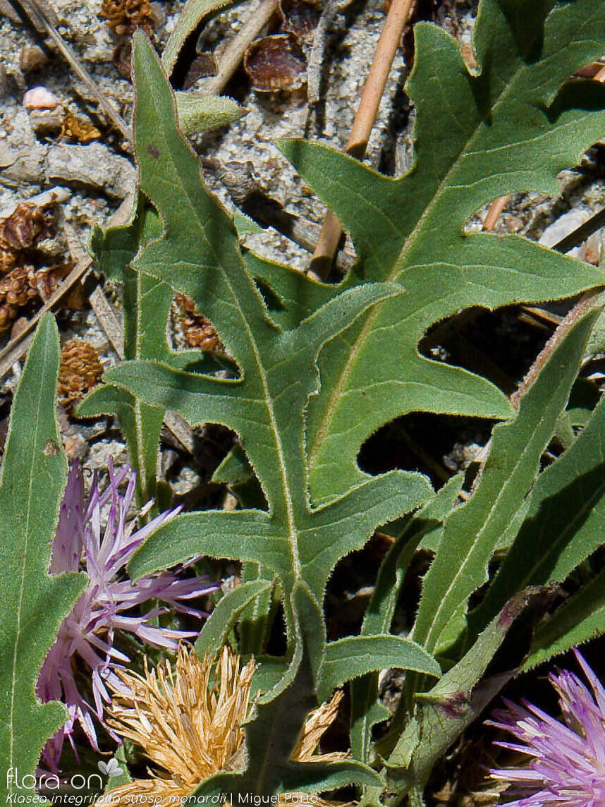 Klasea integrifolia monardii - Folha | Miguel Porto; CC BY-NC 4.0