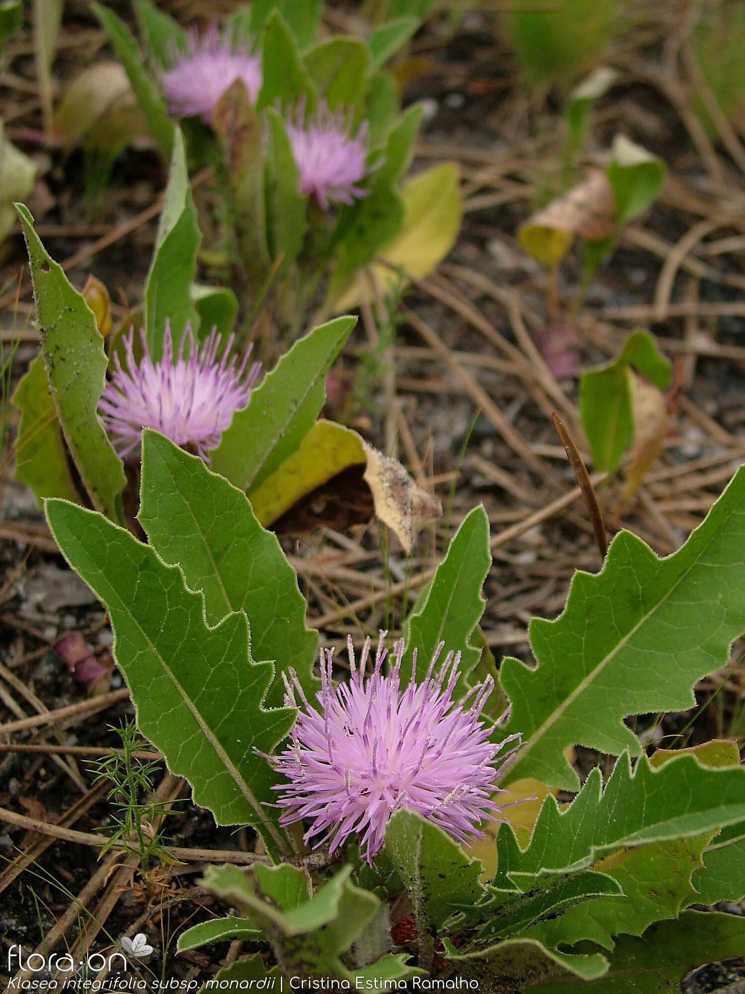 Klasea integrifolia monardii - Hábito | Cristina Estima Ramalho; CC BY-NC 4.0