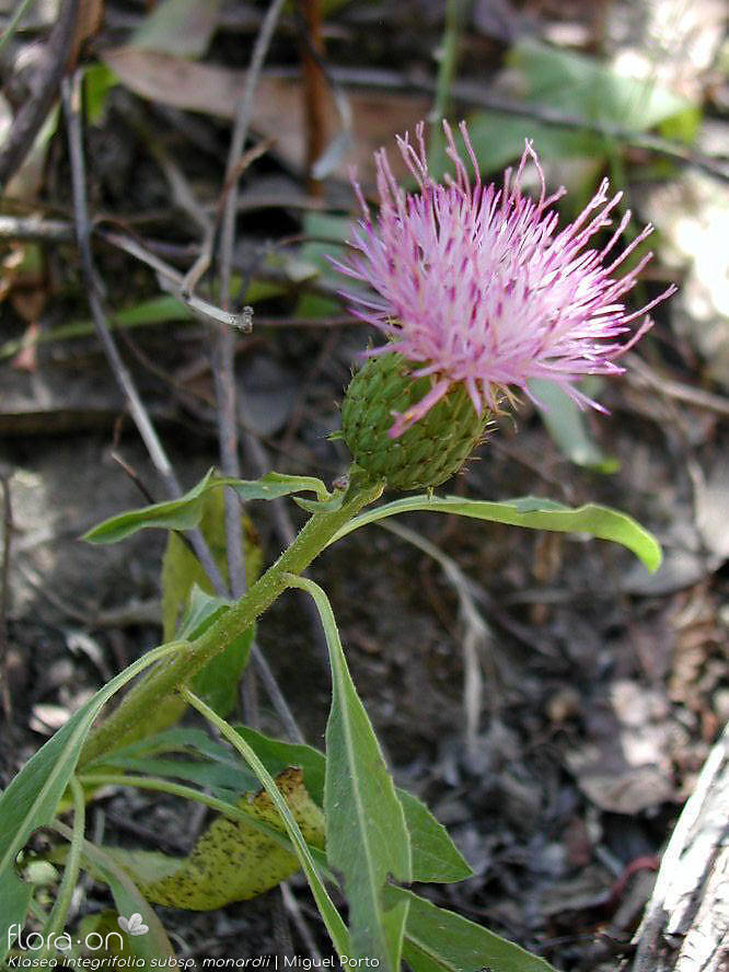Klasea integrifolia monardii - Flor (geral) | Miguel Porto; CC BY-NC 4.0