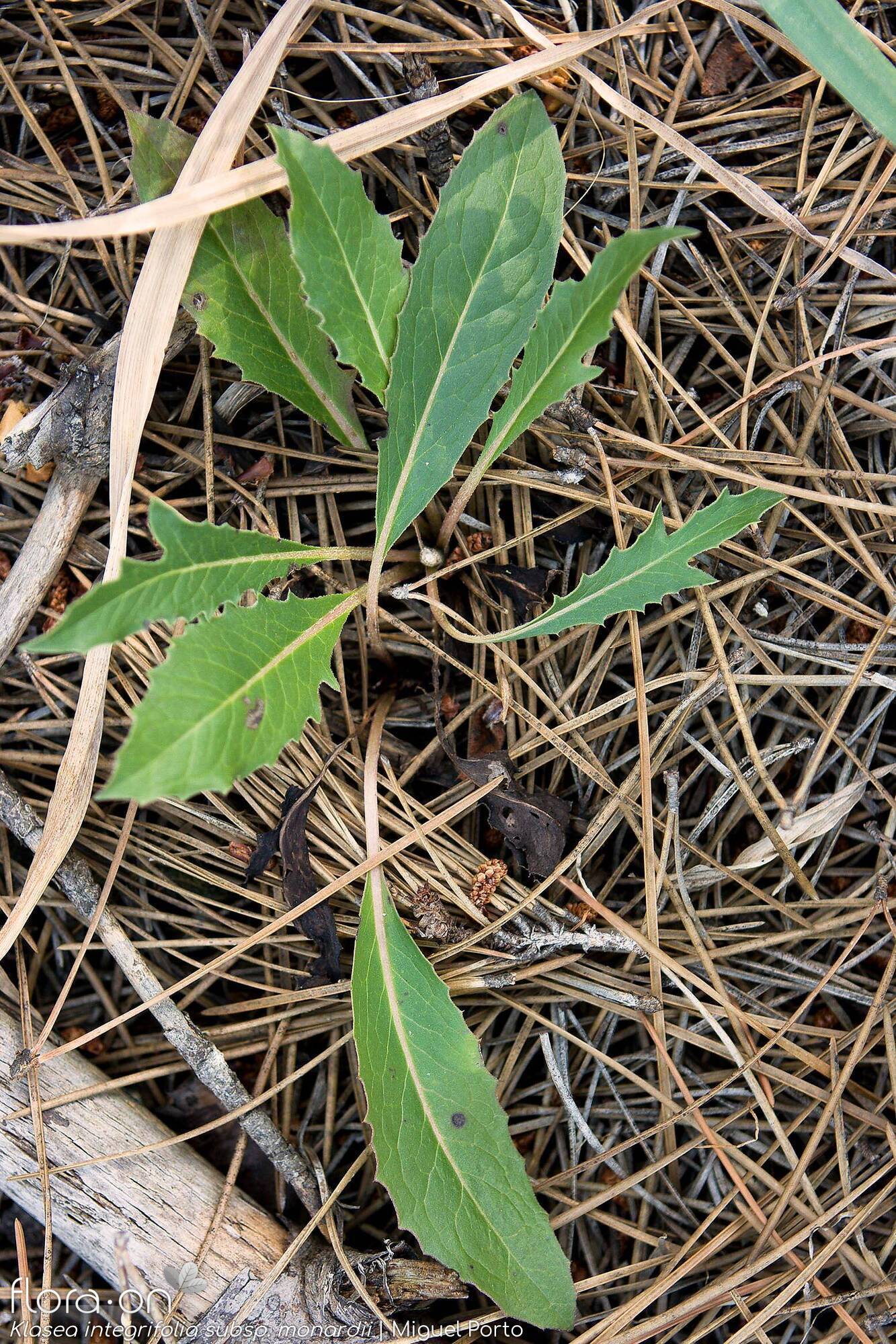 Klasea integrifolia monardii - Folha (geral) | Miguel Porto; CC BY-NC 4.0