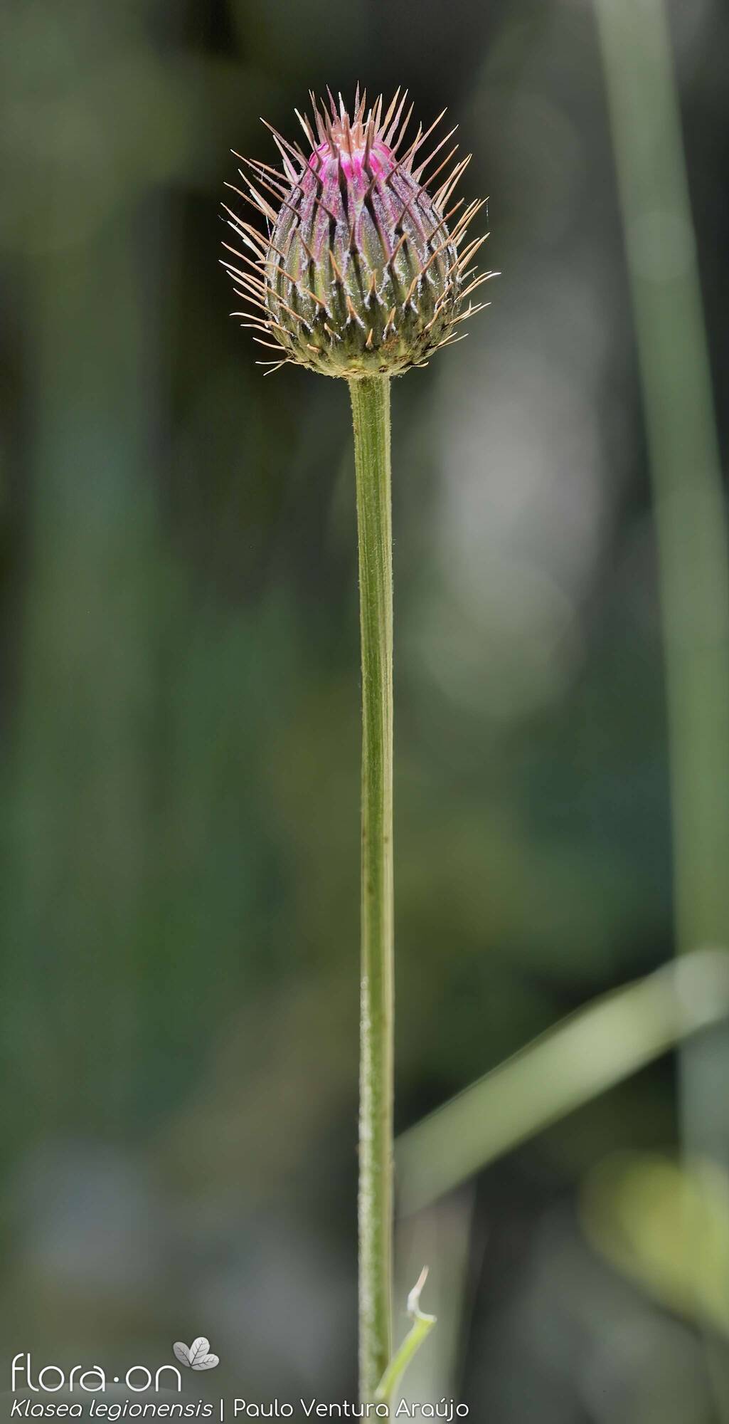 Klasea legionensis - Flor (geral) | Paulo Ventura Araújo; CC BY-NC 4.0
