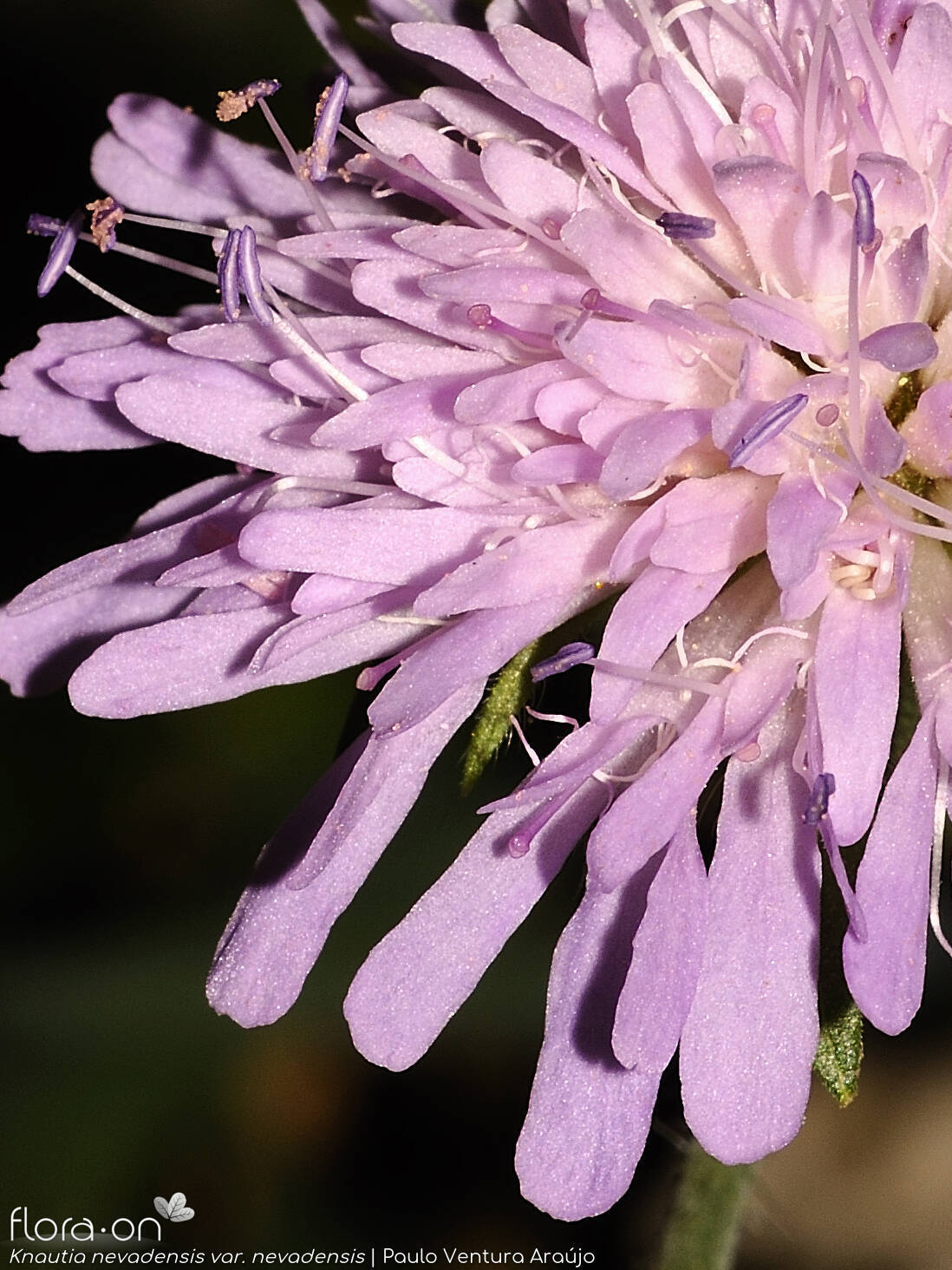 Knautia nevadensis nevadensis - Flor (close-up) | Paulo Ventura Araújo; CC BY-NC 4.0