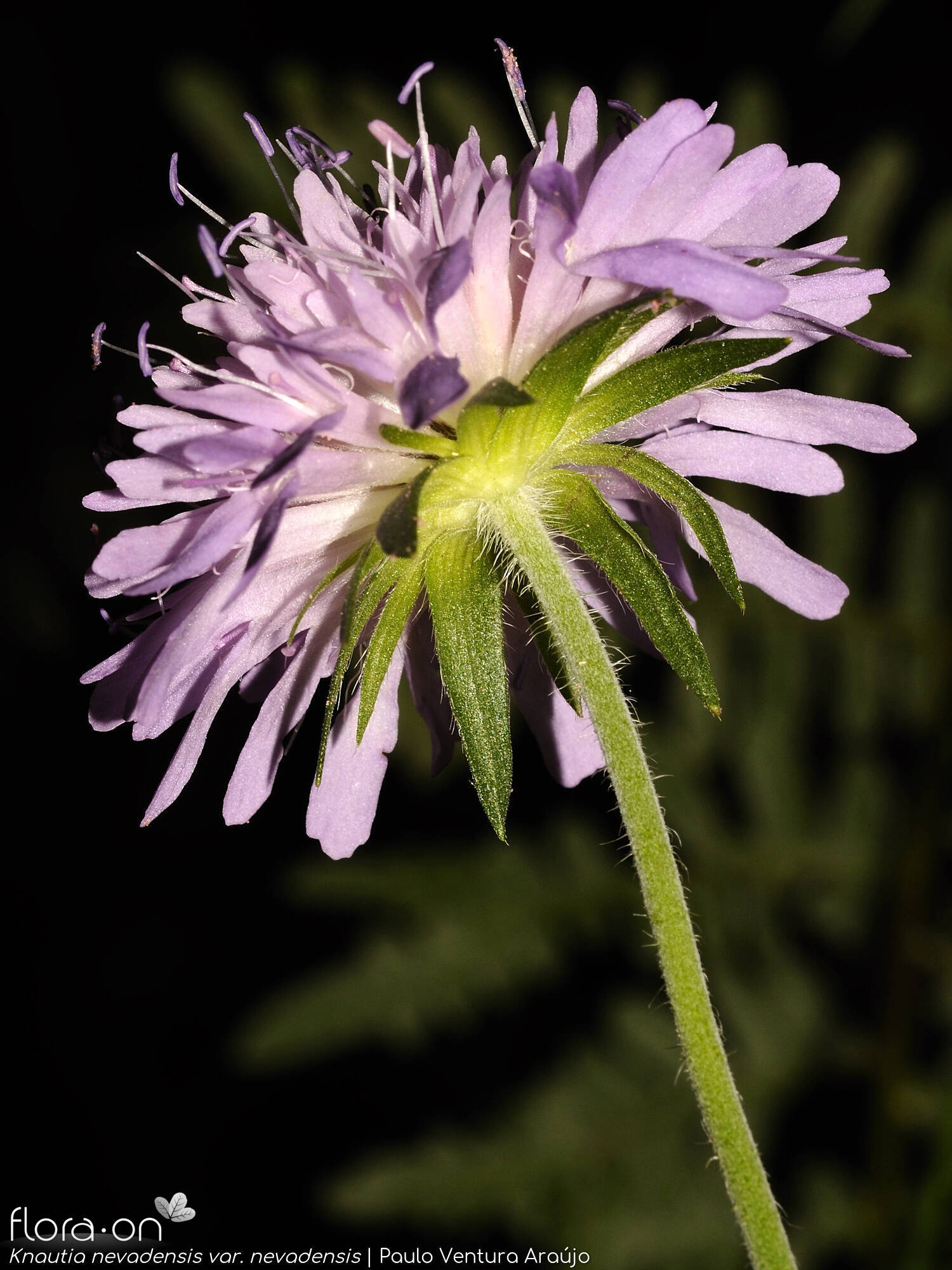 Knautia nevadensis nevadensis - Flor (geral) | Paulo Ventura Araújo; CC BY-NC 4.0
