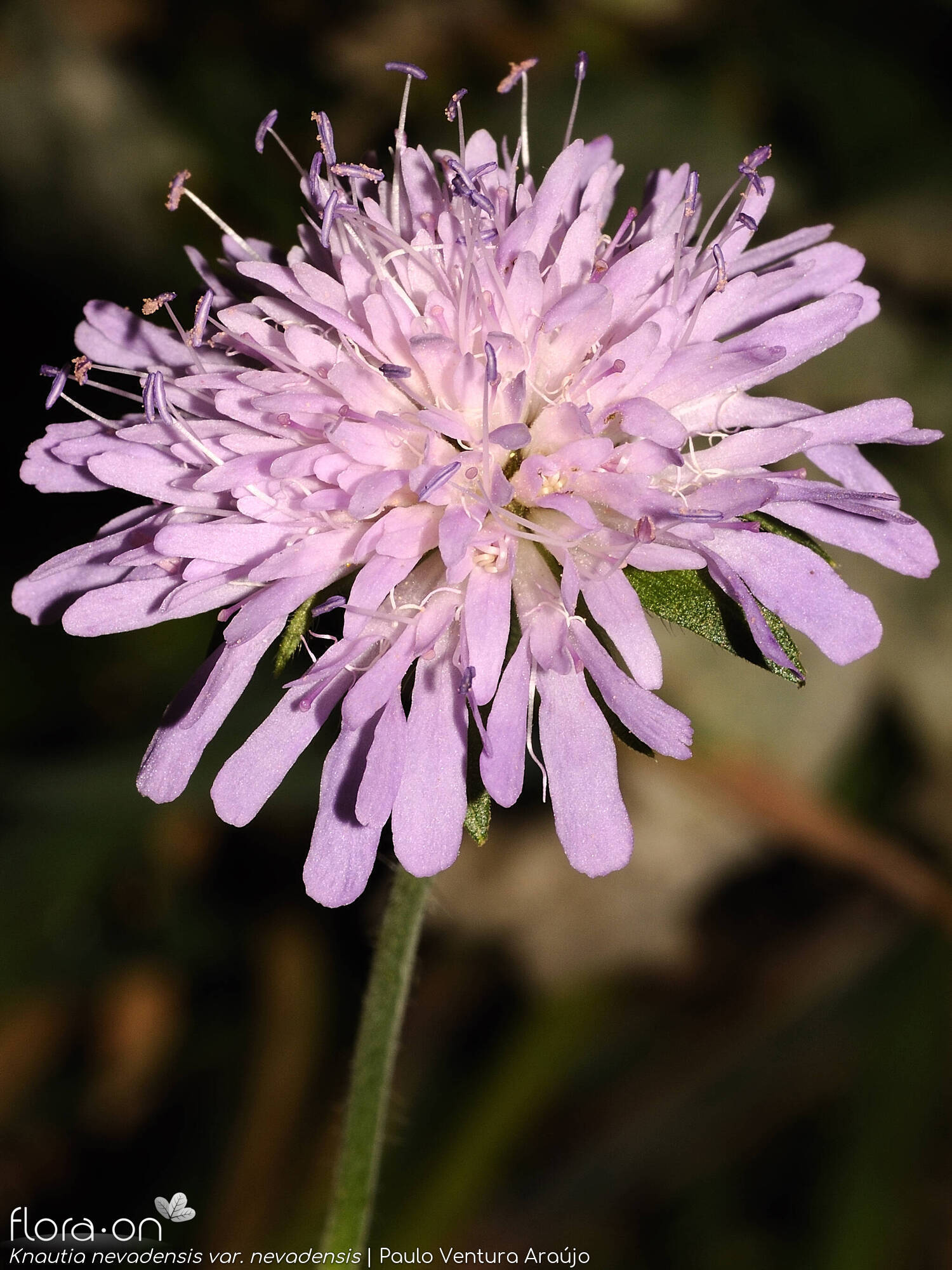 Knautia nevadensis nevadensis - Flor (geral) | Paulo Ventura Araújo; CC BY-NC 4.0