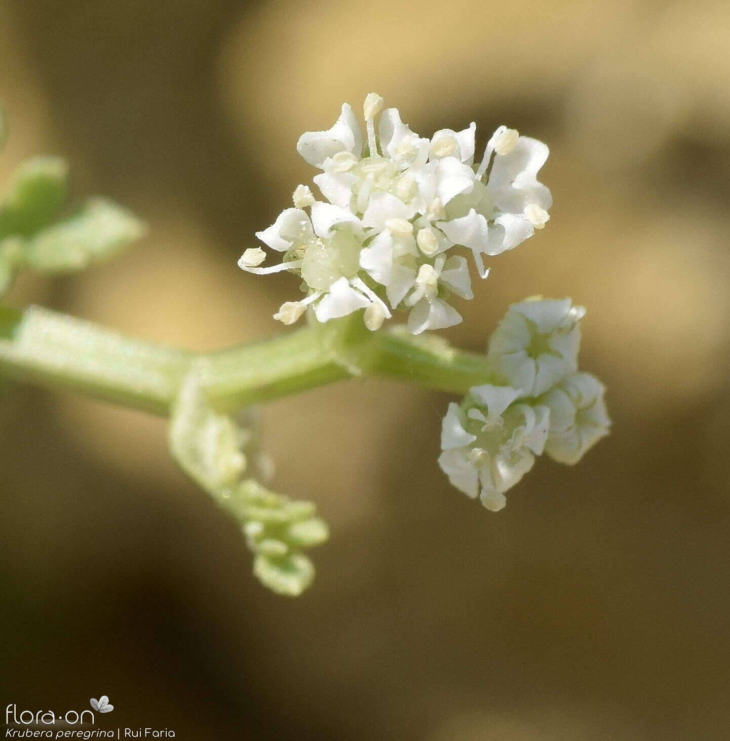 Krubera peregrina - Flor (close-up) | Rui Faria; CC BY-NC 4.0