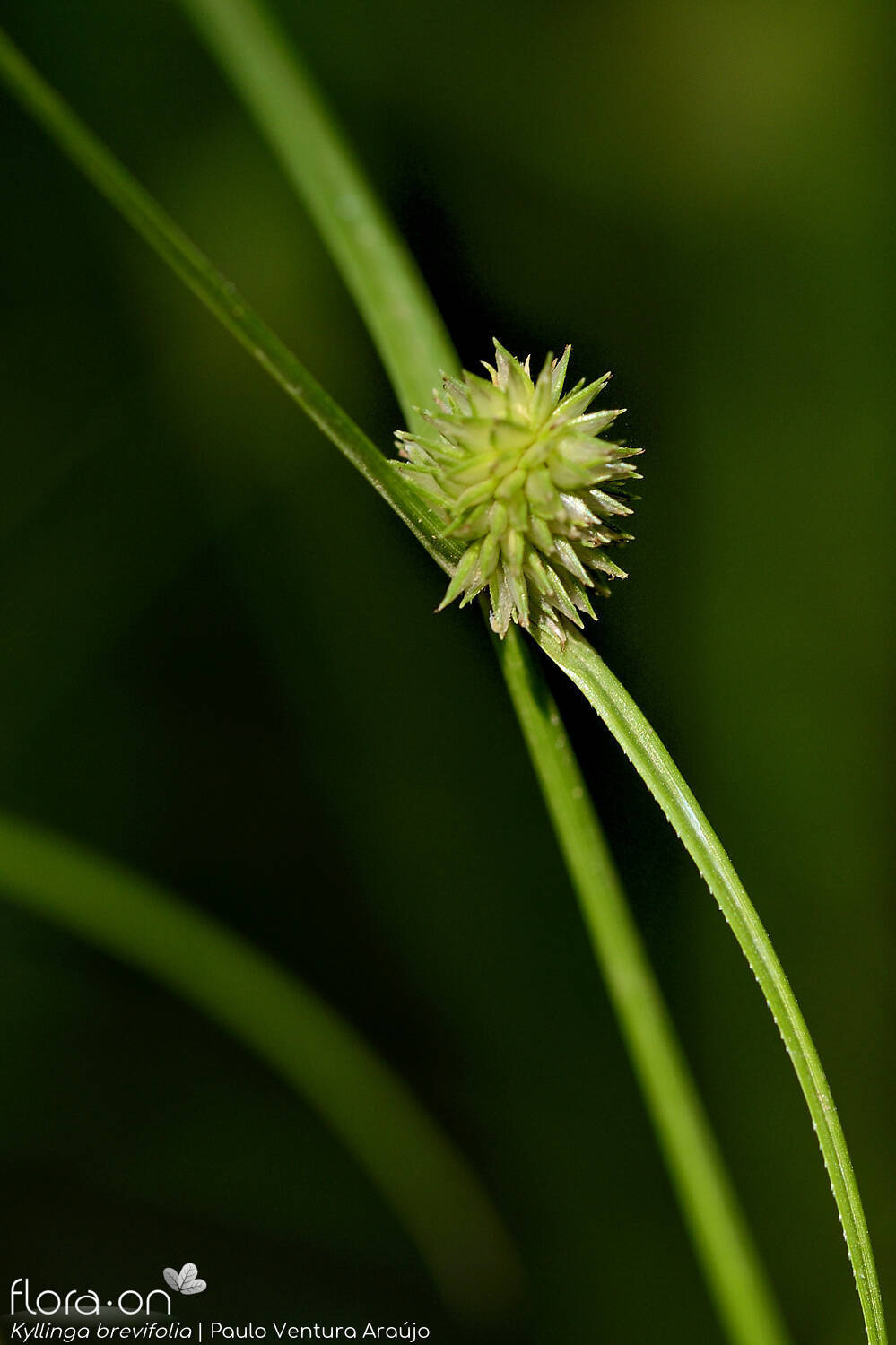 Kyllinga brevifolia - Flor (geral) | Paulo Ventura Araújo; CC BY-NC 4.0
