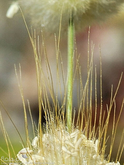 Lagurus ovatus - Flor (close-up) | Paulo Ventura Araújo; CC BY-NC 4.0