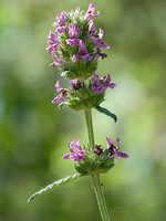 Lamiaceae