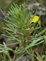 Lamiaceae