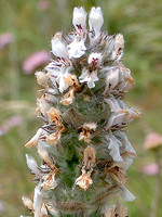 Lamiaceae