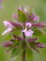 Lamiaceae