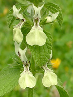 Lamiaceae