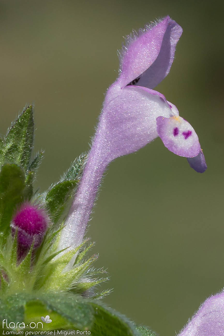 Lamium gevorense - Flor (close-up) | Miguel Porto; CC BY-NC 4.0