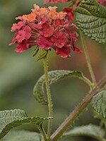 Lantana camara