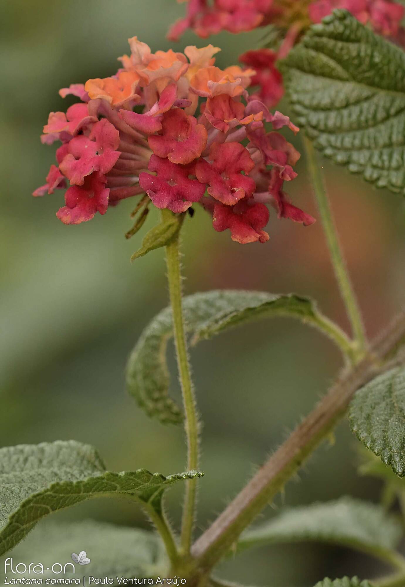 Lantana camara - Flor (geral) | Paulo Ventura Araújo; CC BY-NC 4.0