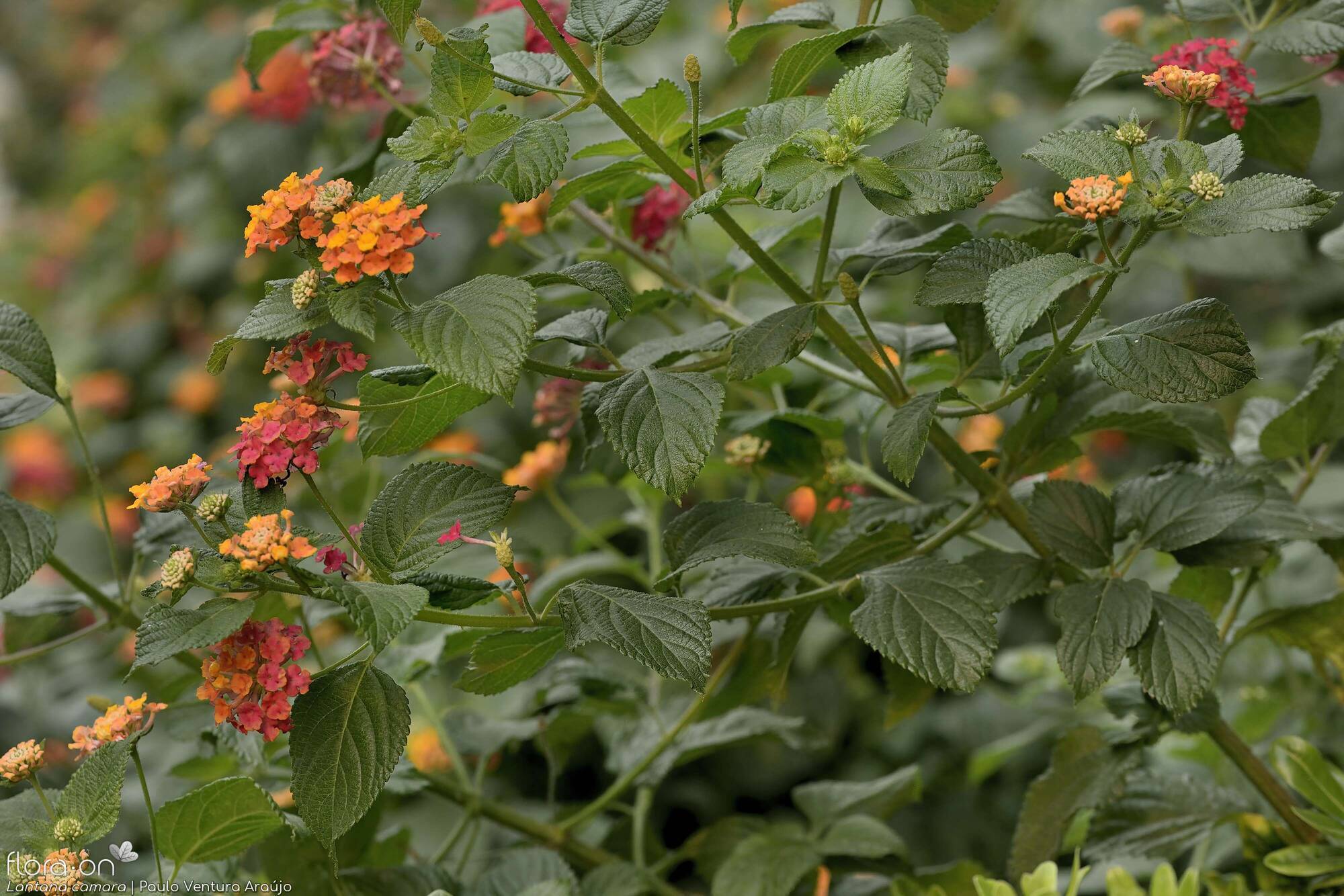 Lantana camara - Hábito | Paulo Ventura Araújo; CC BY-NC 4.0