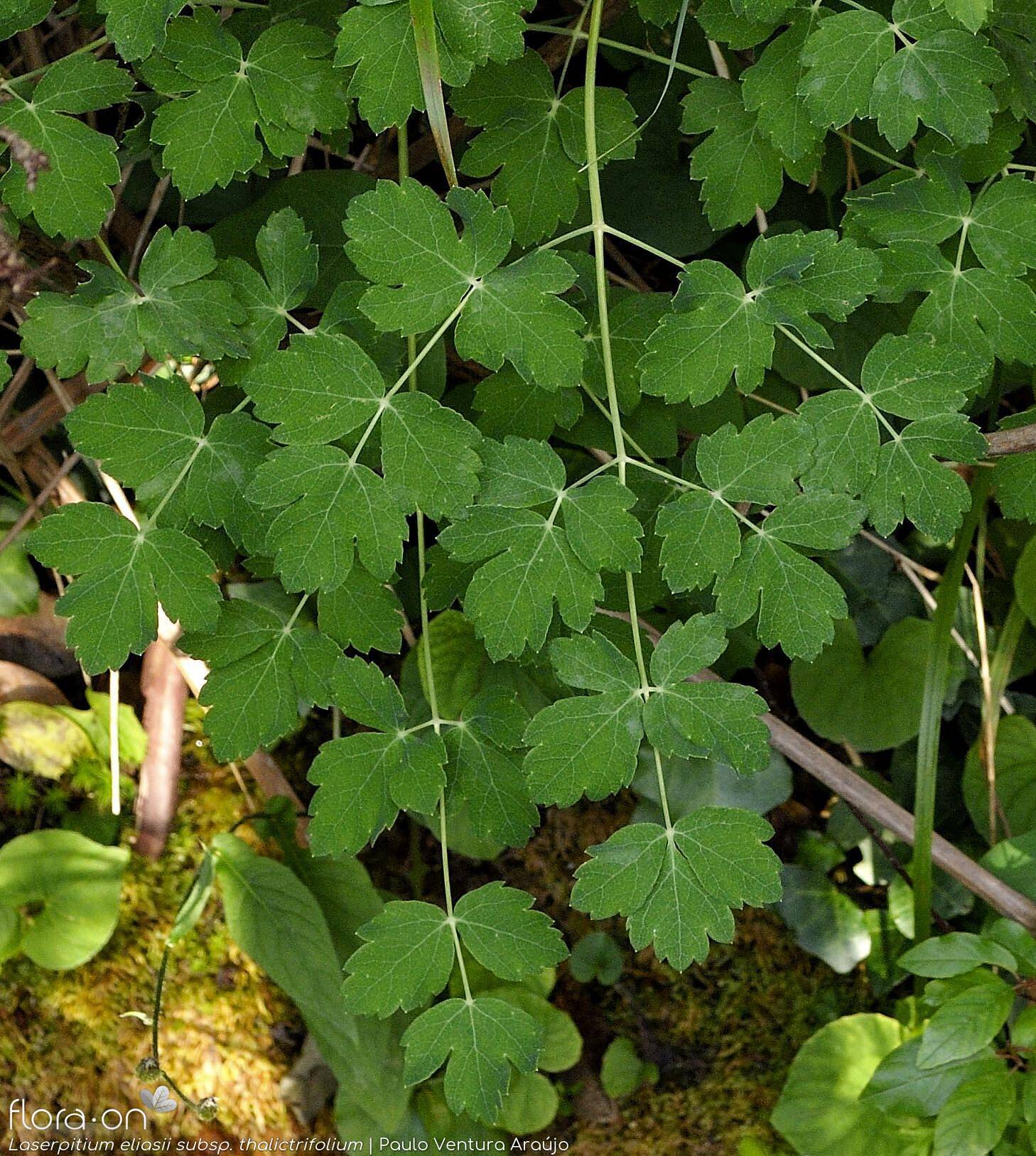 Laserpitium eliasii thalictrifolium - Folha | Paulo Ventura Araújo; CC BY-NC 4.0