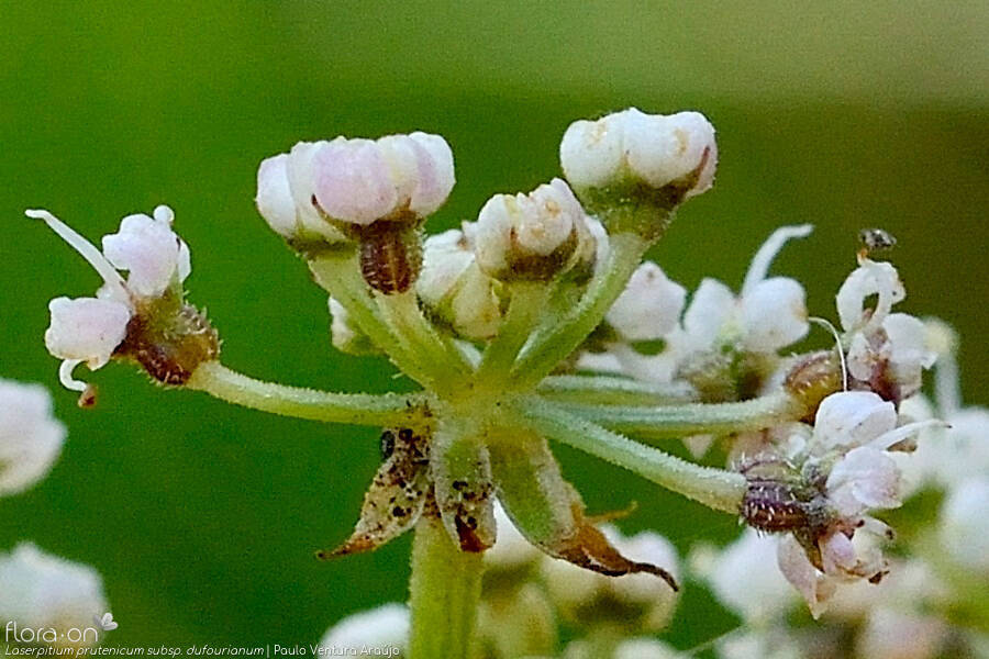 Laserpitium prutenicum dufourianum - Flor (close-up) | Paulo Ventura Araújo; CC BY-NC 4.0