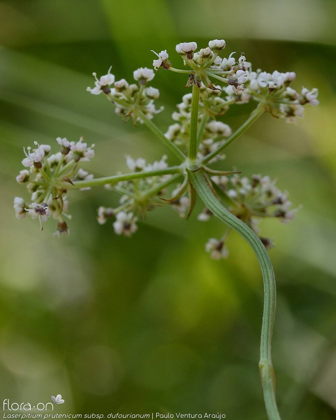 Laserpitium prutenicum dufourianum - Flor (geral) | Paulo Ventura Araújo; CC BY-NC 4.0