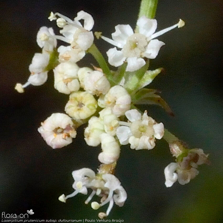 Laserpitium prutenicum dufourianum - Flor (close-up) | Paulo Ventura Araújo; CC BY-NC 4.0