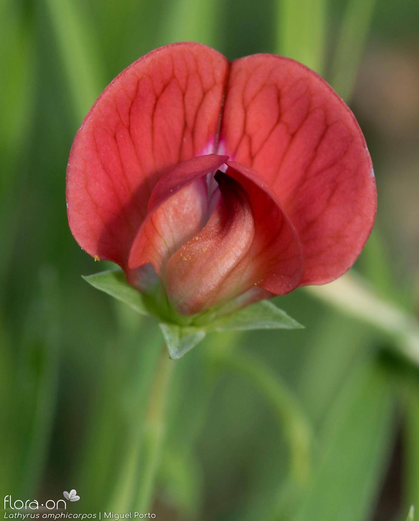 Lathyrus amphicarpos - Flor (close-up) | Miguel Porto; CC BY-NC 4.0