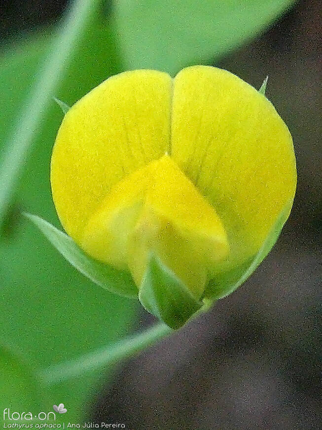 Lathyrus aphaca - Flor (close-up) | Ana Júlia Pereira; CC BY-NC 4.0