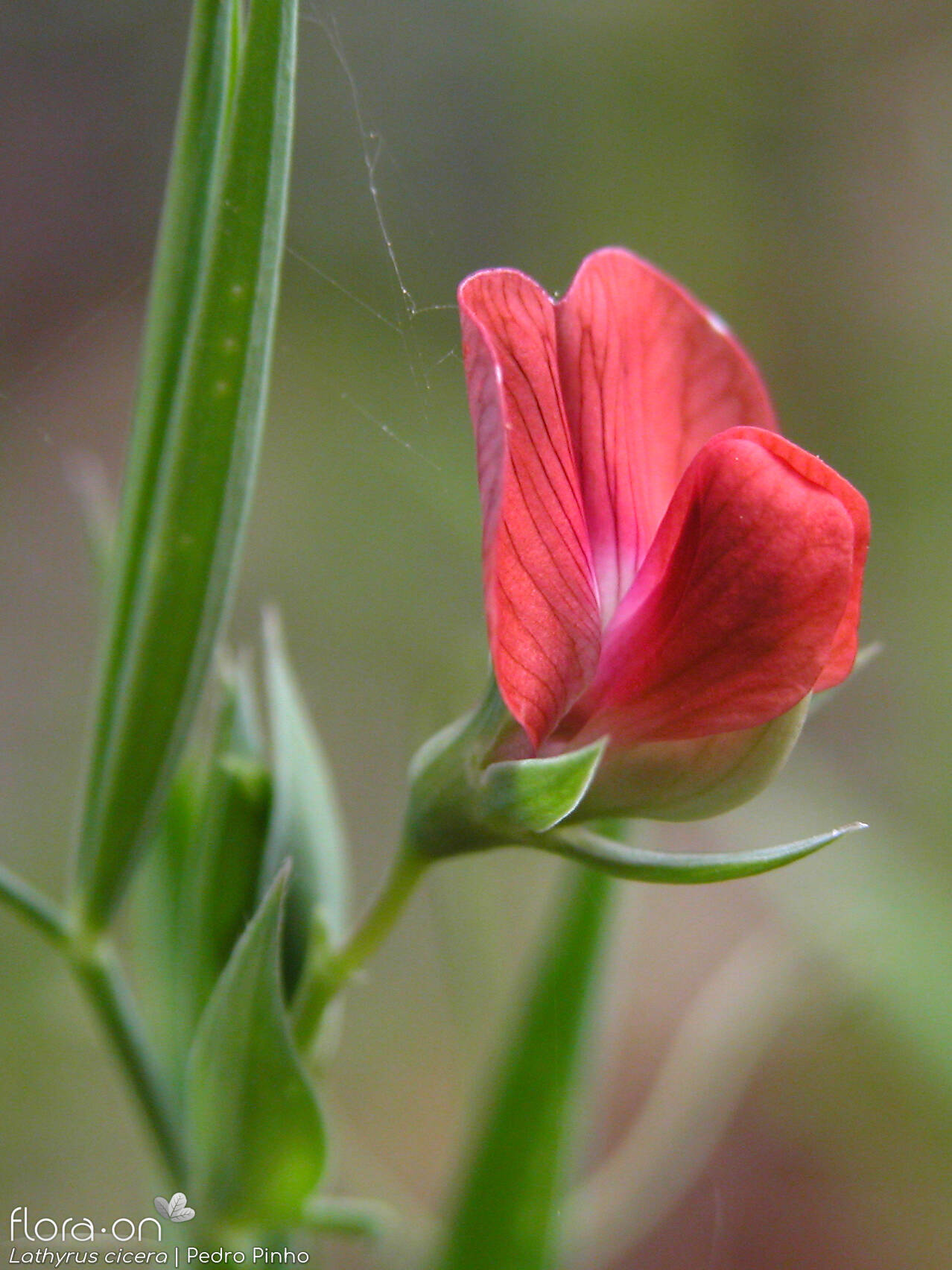 Lathyrus cicera - Flor (close-up) | Pedro Pinho; CC BY-NC 4.0