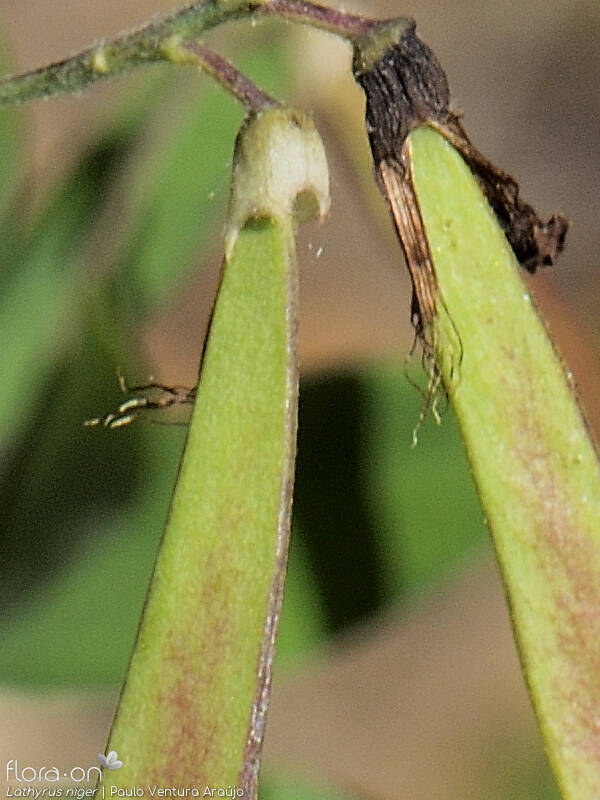 Lathyrus niger - Fruto | Paulo Ventura Araújo; CC BY-NC 4.0