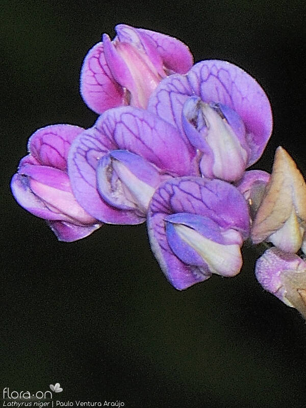 Lathyrus niger - Flor (close-up) | Paulo Ventura Araújo; CC BY-NC 4.0