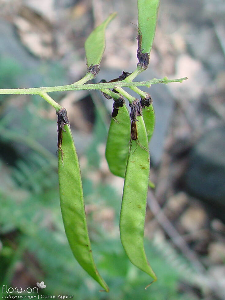 Lathyrus niger - Fruto | Carlos Aguiar; CC BY-NC 4.0