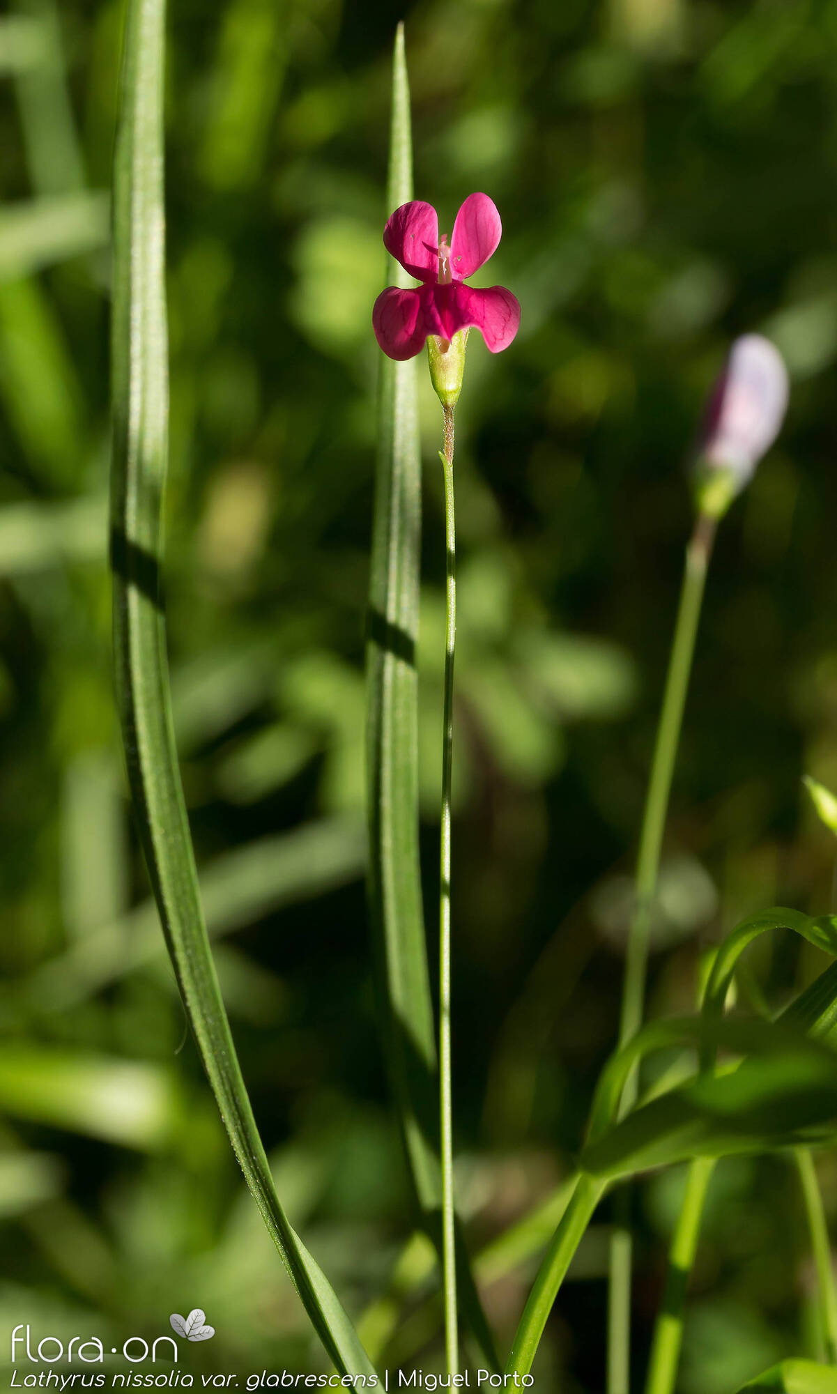 Lathyrus nissolia glabrescens - Flor (close-up) | Miguel Porto; CC BY-NC 4.0