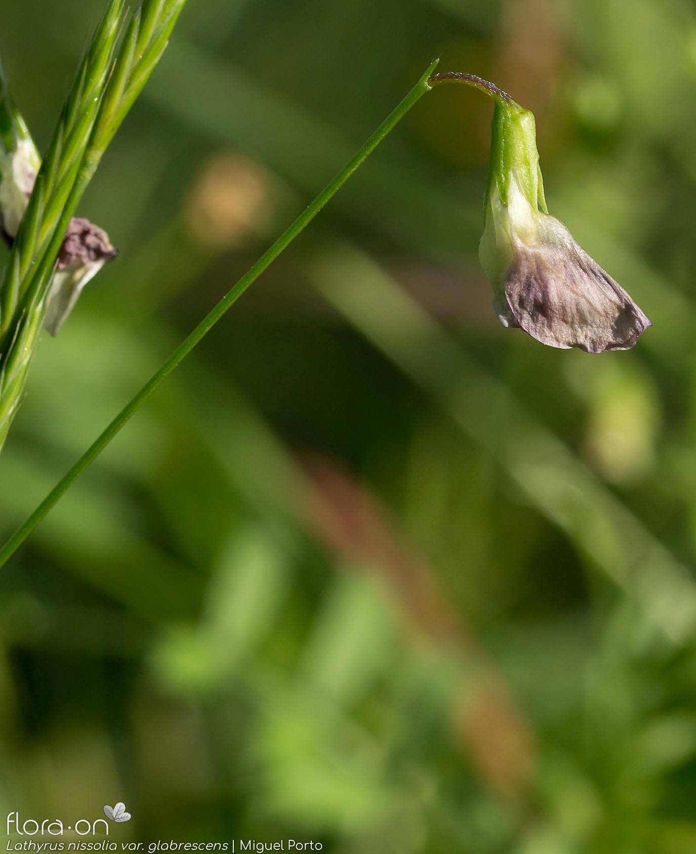 Lathyrus nissolia glabrescens - Flor (close-up) | Miguel Porto; CC BY-NC 4.0