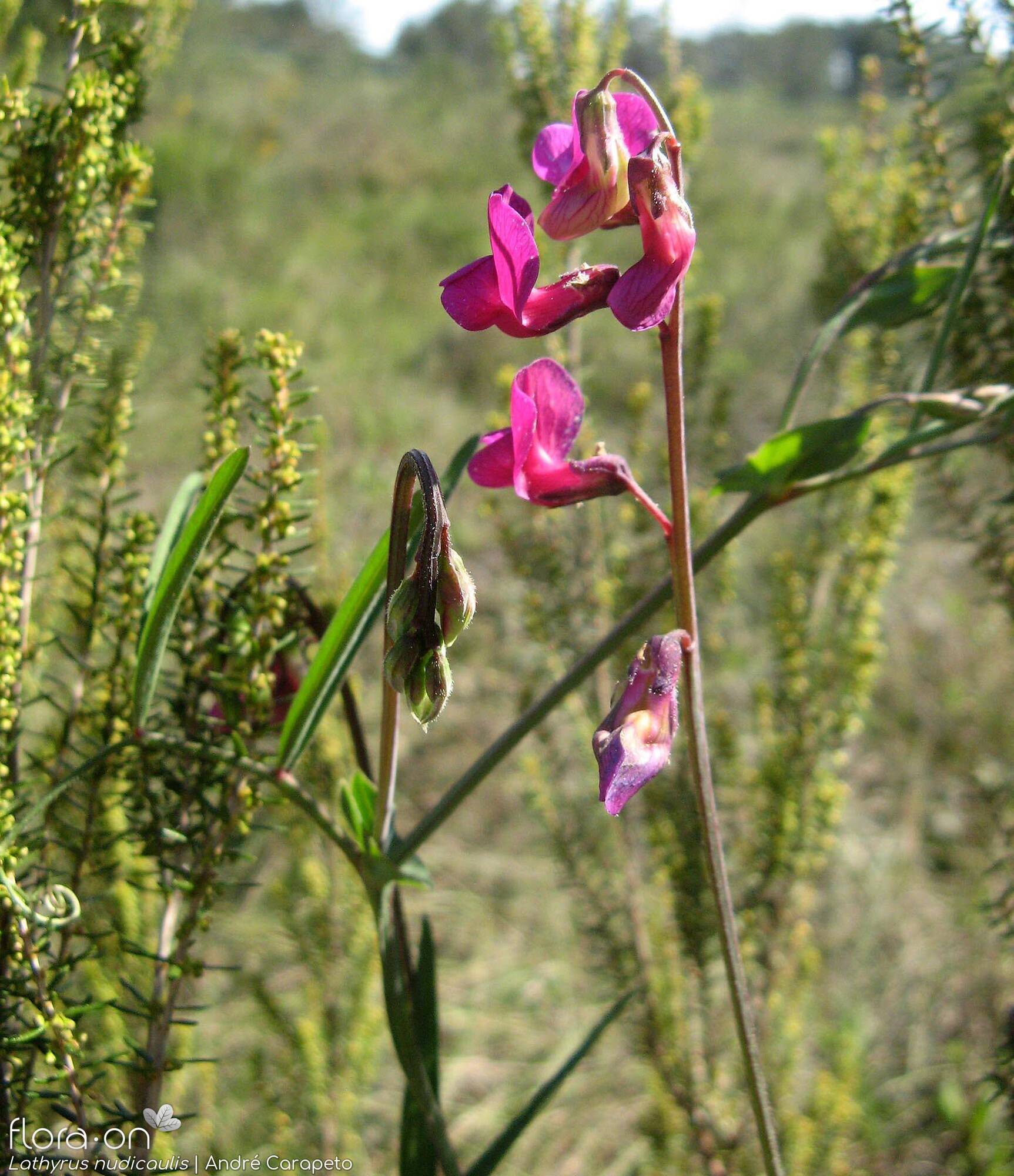 Lathyrus nudicaulis - Flor (geral) | André Carapeto; CC BY-NC 4.0