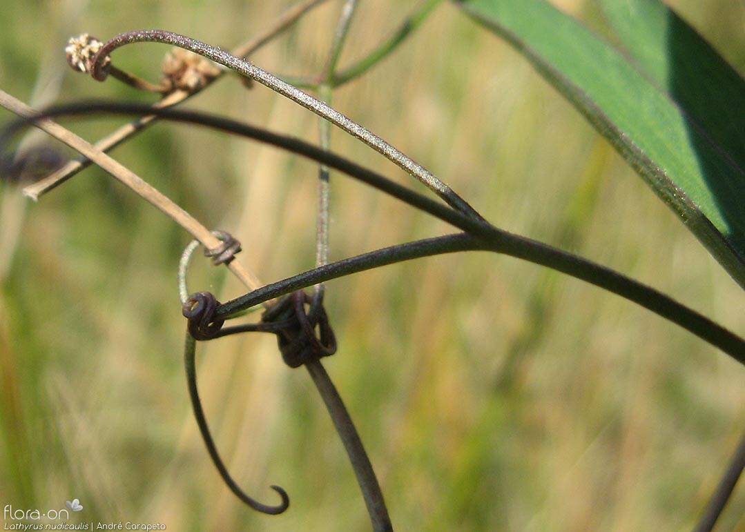 Lathyrus nudicaulis - Folha | André Carapeto; CC BY-NC 4.0