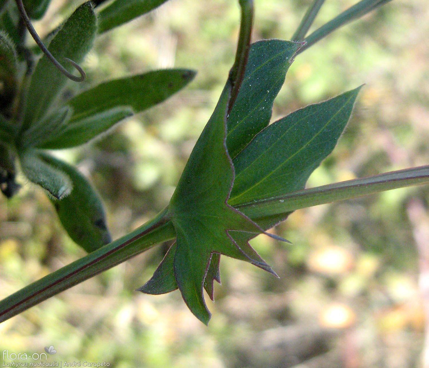 Lathyrus nudicaulis - Estípulas | André Carapeto; CC BY-NC 4.0