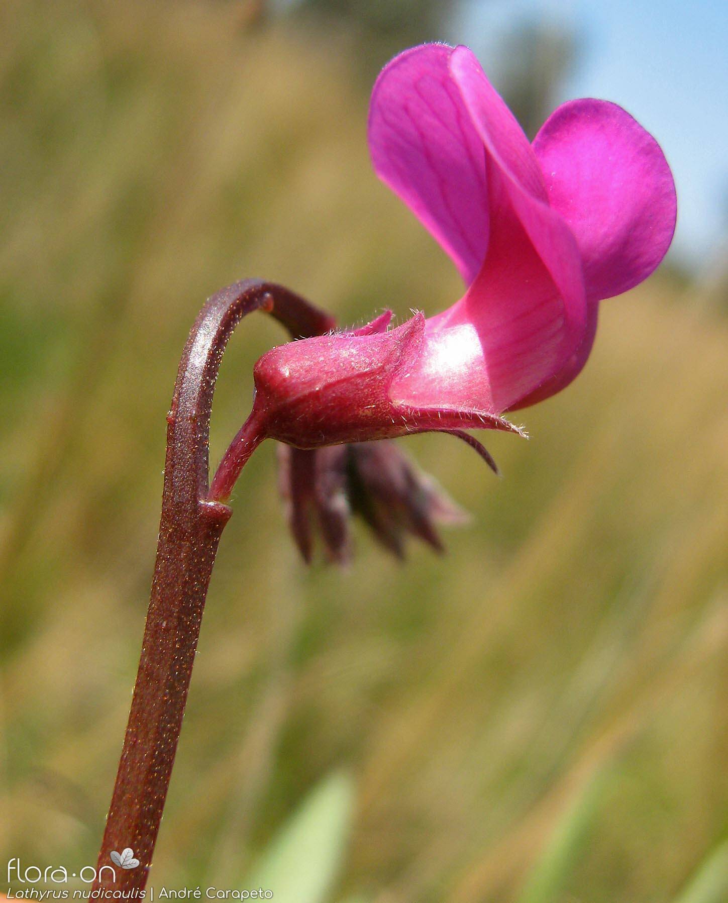Lathyrus nudicaulis - Flor (close-up) | André Carapeto; CC BY-NC 4.0