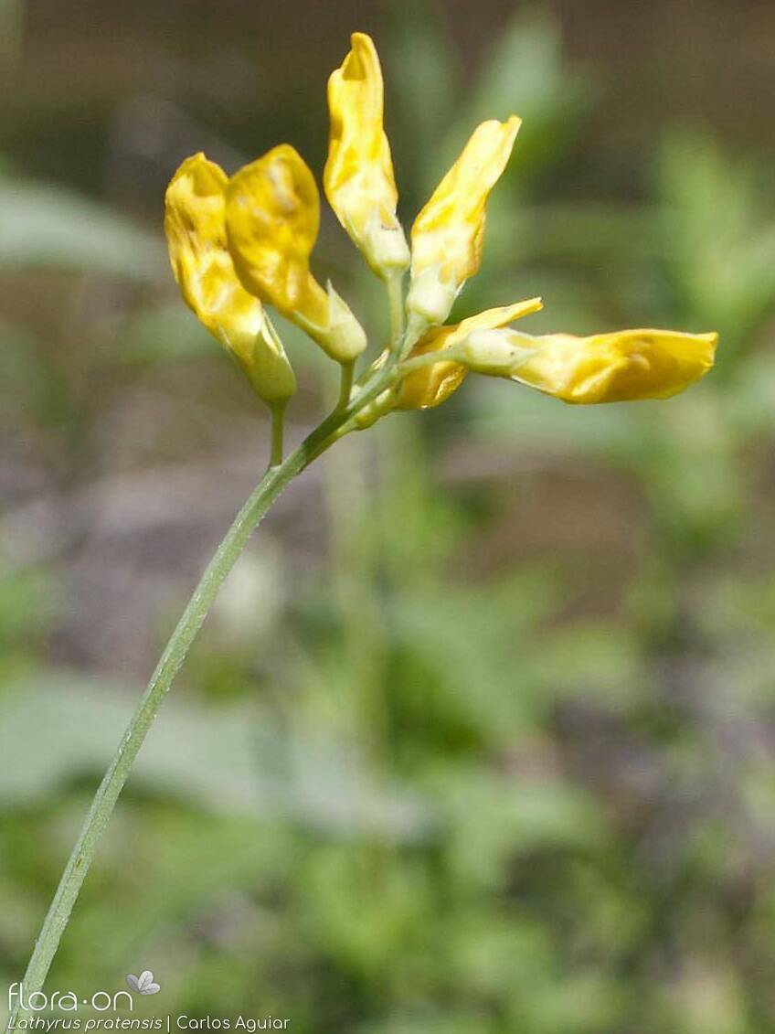 Lathyrus pratensis - Flor (geral) | Carlos Aguiar; CC BY-NC 4.0