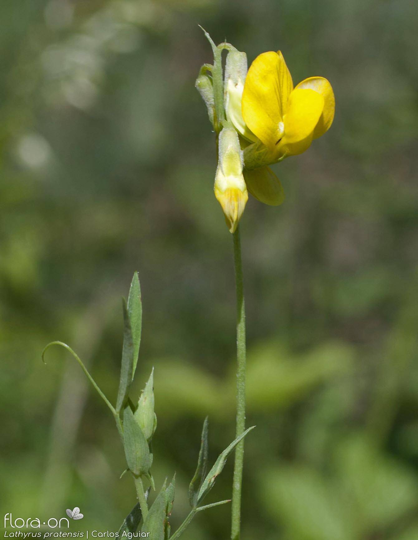 Lathyrus pratensis - Flor (geral) | Carlos Aguiar; CC BY-NC 4.0