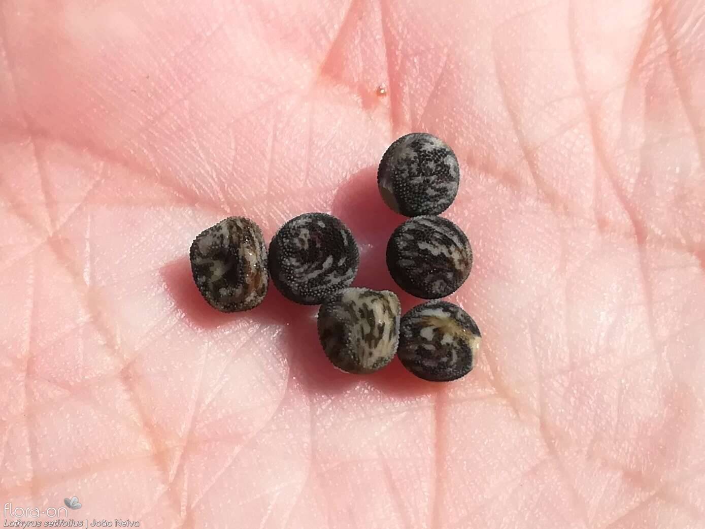 Lathyrus setifolius - Semente | João Neiva; CC BY-NC 4.0