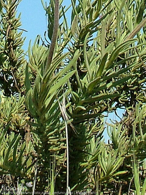 Lavandula pedunculata pedunculata - Folha | Miguel Porto; CC BY-NC 4.0