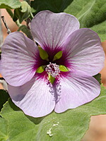 Lavatera maritima